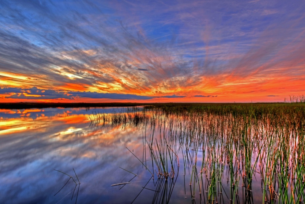 Daybreak over Florida swamp. Creative Commons license.